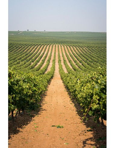 Melior de Matarromera Verdejo 2022 -...