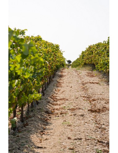 Viñedo