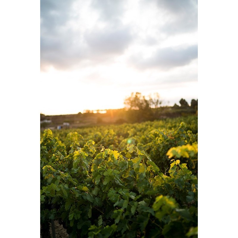 Magnum CM - Bodega CM de Matarromera - Estuche de madera